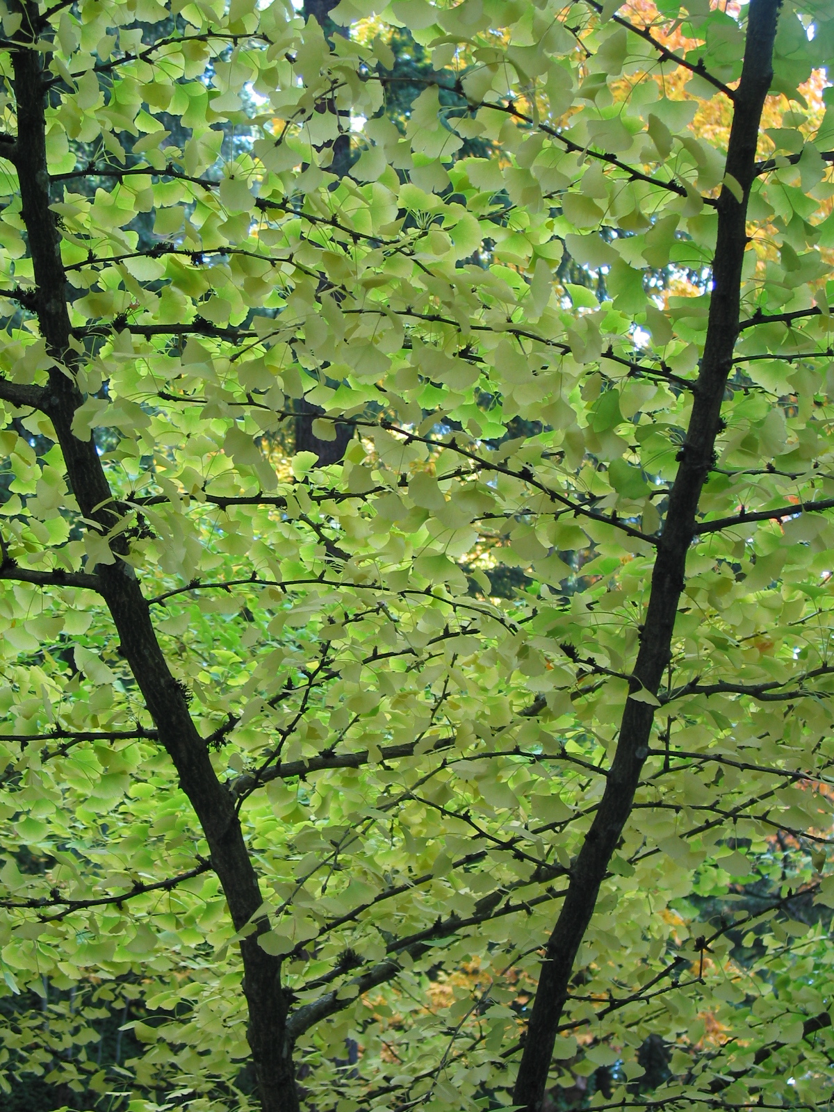 Gingko branches at Japanese Gardens in Portland, OR