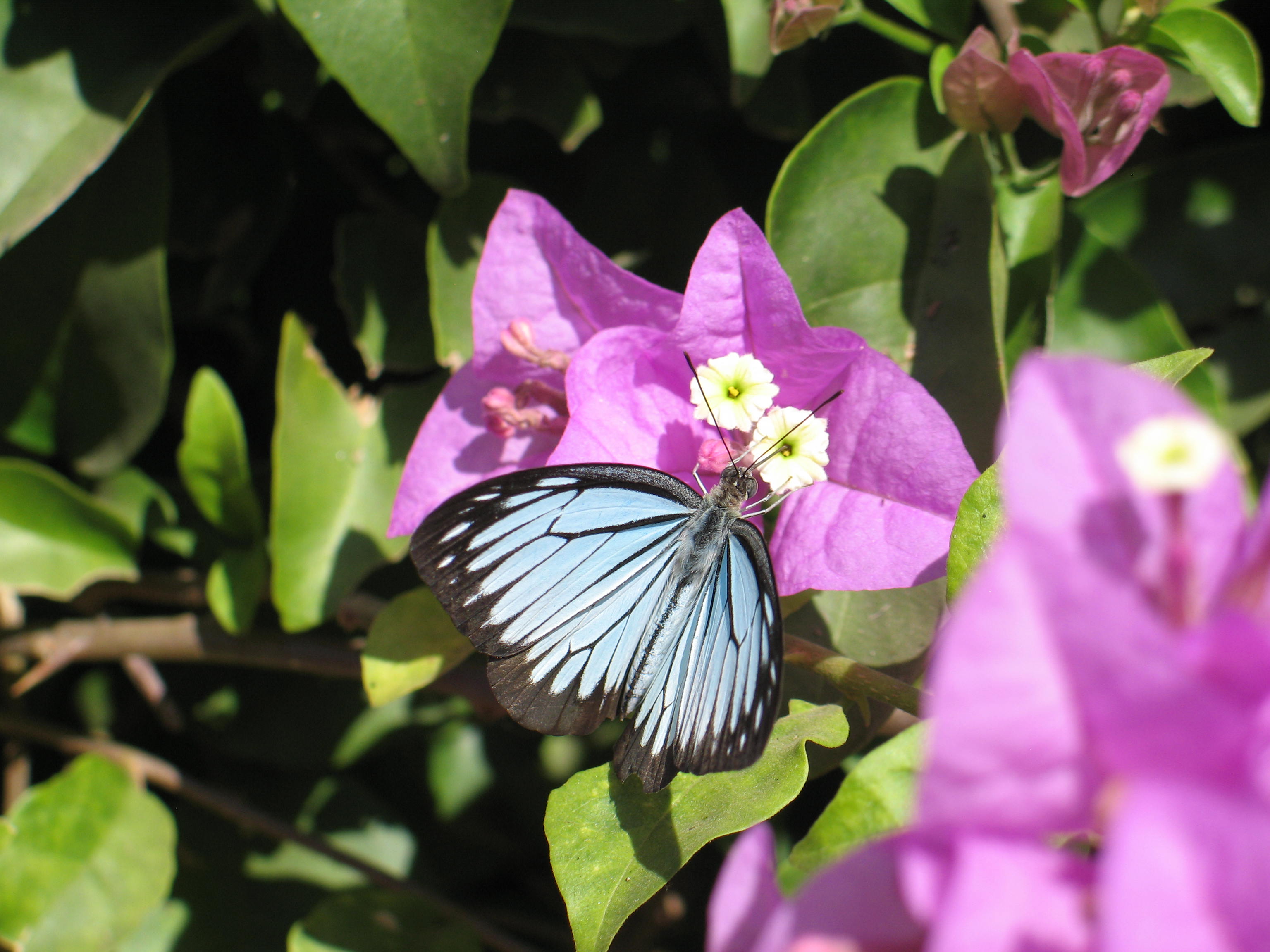 Butterfly on Bouganvilla, Hue, Vietnam